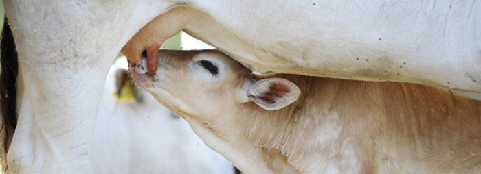 Calf health / Birth