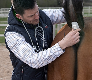 Vettrue Krpertemperaturmonitoring Pferd